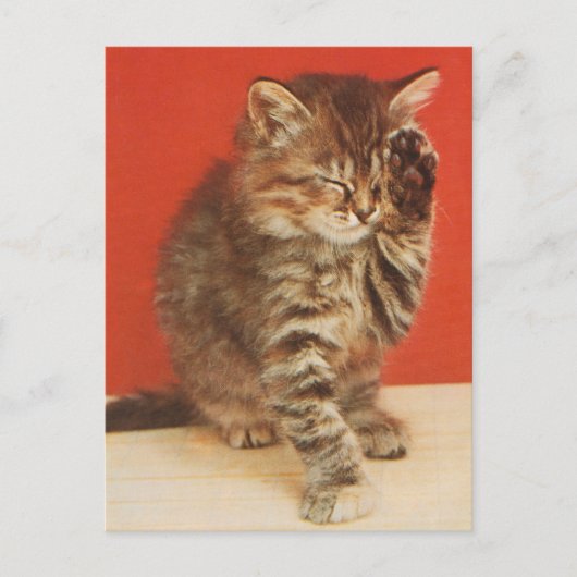 Carte Postale Mignon et câlin petit chaton (Devant)