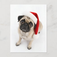 Mignon Faon de Pug avec Chapeau de Père Noël et Ye