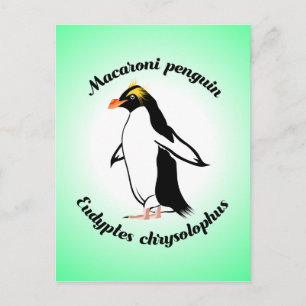Carte Postale Mignon Manchot Macaroni