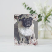 Carte Postale Mignon Pug (Debout devant)
