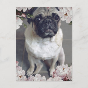 Carte Postale Mignon Pug
