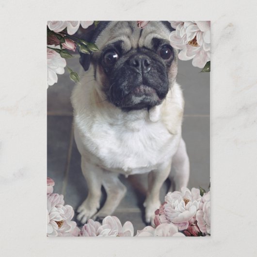Carte Postale Mignon Pug (Devant)