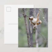 Carte Postale Mignon singe doré aux branches d'arbre (Devant / Derrière)