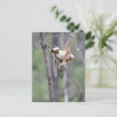Carte Postale Mignon singe doré aux branches d'arbre (Debout devant)
