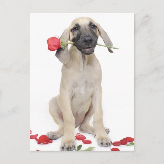 Carte Postale mignonne, admiration, romance, amour, (Devant)