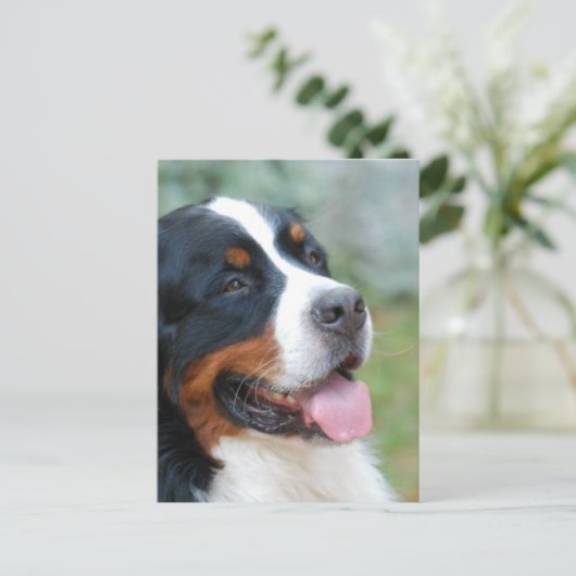 Carte postale mignonne Bernese (Debout devant)