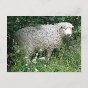 Carte postale Mignonne Blanc Fluffy Sheep Manger