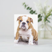 Carte Postale Mignonne chiot Bulldog assis (Debout devant)