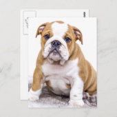 Carte Postale Mignonne chiot Bulldog assis (Devant / Derrière)