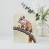 Carte Postale Mignonne chipmunk (Debout devant)