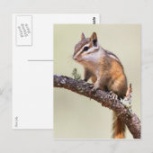 Carte Postale Mignonne chipmunk (Devant / Derrière)