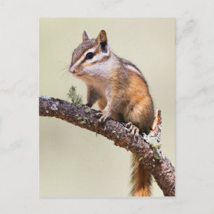 Carte Postale Mignonne chipmunk