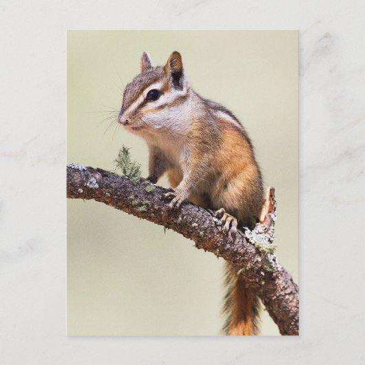 Carte Postale Mignonne chipmunk (Devant)