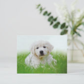 Carte Postale Mignonne Golden Retriever Chien Chien Chien Vert G (Debout devant)