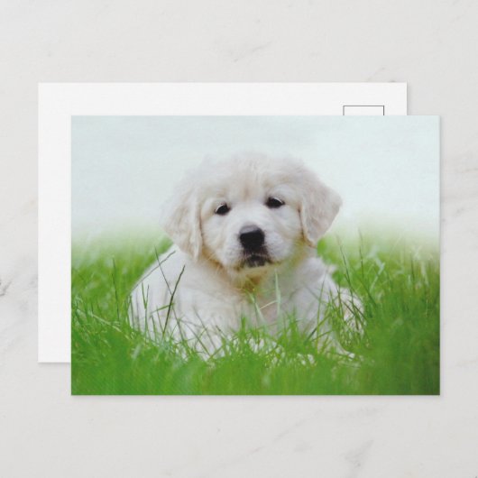 Carte Postale Mignonne Golden Retriever Chien Chien Chien Vert G (Devant / Derrière)