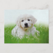 Carte Postale Mignonne Golden Retriever Chien Chien Chien Vert G (Devant)