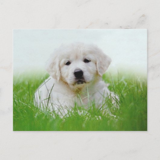 Carte Postale Mignonne Golden Retriever Chien Chien Chien Vert G (Devant)