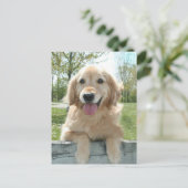 Carte Postale Mignonne Golden Retriever Chien sur la clôture Pen (Debout devant)