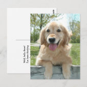 Carte Postale Mignonne Golden Retriever Chien sur la clôture Pen (Devant / Derrière)