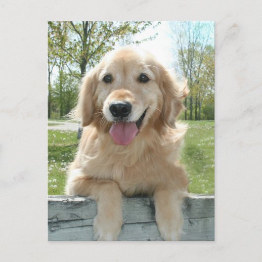 Carte Postale Mignonne Golden Retriever Chien sur la clôture Pen (Devant)