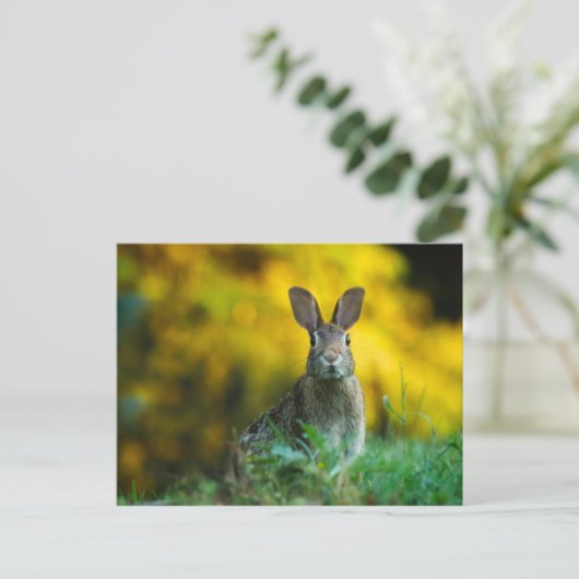Carte Postale Mignonne lapin lapin (Debout devant)