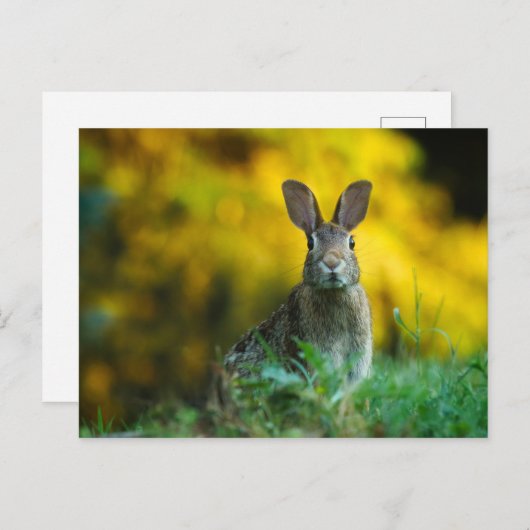 Carte Postale Mignonne lapin lapin (Devant / Derrière)