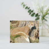 Carte Postale Mignonne mangouste jaune (Debout devant)