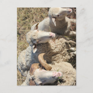 Carte Postale Mignonne Merino Moutons Famille Animaux Agneau