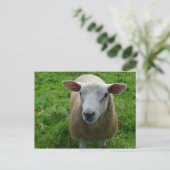 Carte Postale Mignonne mouton écossais (Debout devant)