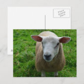 Carte Postale Mignonne mouton écossais (Devant / Derrière)