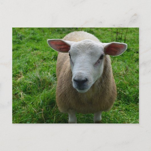 Carte Postale Mignonne mouton écossais (Devant)