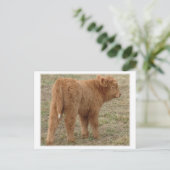 Carte Postale Mignonne queue blanche ! (Debout devant)