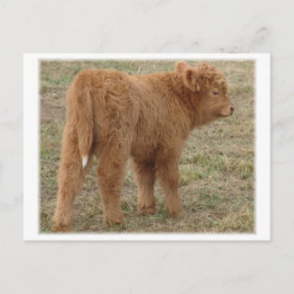 Carte Postale Mignonne queue blanche !