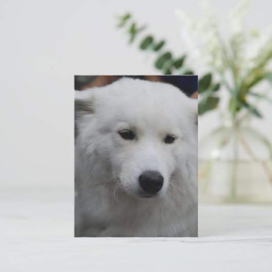 Carte postale mignonne Samoyed (Debout devant)