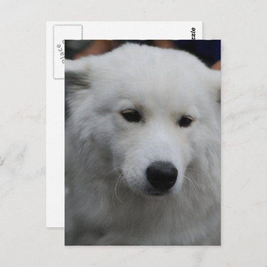 Carte postale mignonne Samoyed (Devant / Derrière)