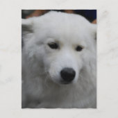 Carte postale mignonne Samoyed (Devant)
