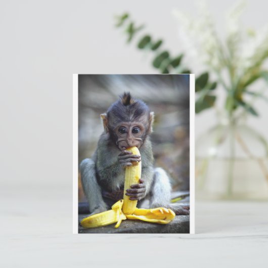Carte Postale Mignonne singe macaque de bébé mangeant de la bana (Debout devant)