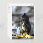 Carte Postale Mignonne singe macaque de bébé mangeant de la bana (Devant / Derrière)