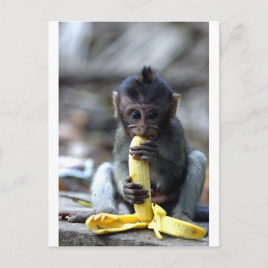 Carte Postale Mignonne singe macaque de bébé mangeant de la bana (Devant)
