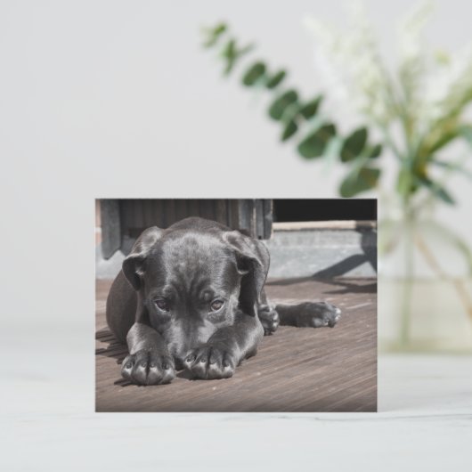 Carte Postale Mignonne, timide, Gris, Grande Chiot Danse (Debout devant)