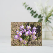 Carte Postale Mignons crocus de printemps (Debout devant)