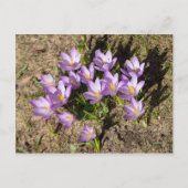 Carte Postale Mignons crocus de printemps (Devant)