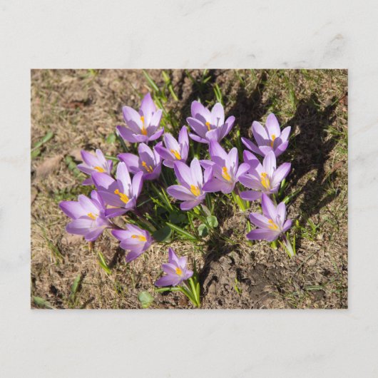 Carte Postale Mignons crocus de printemps (Devant)