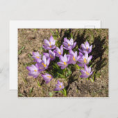 Carte Postale Mignons crocus printaniers (Devant / Derrière)