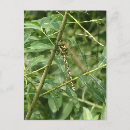 Carte Postale Migrant Hawker Dragonfly, Holding sur do-it-yourse (Devant)