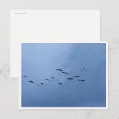 Carte Postale Migrating Geese in V-Formation (Devant / Derrière)