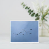 Carte Postale Migrating Geese in V-Formation (Debout devant)