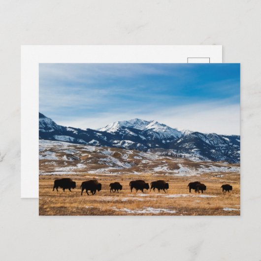 Carte Postale Migration des bisons (Devant / Derrière)