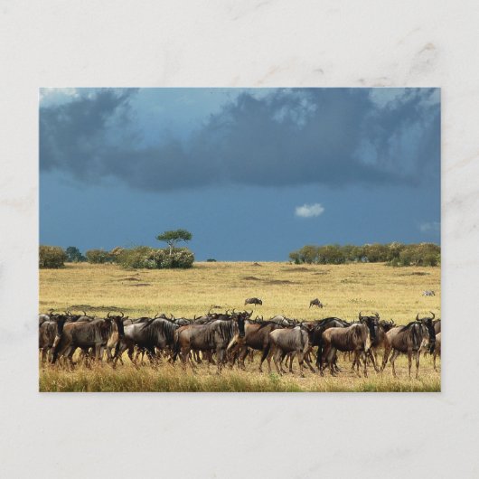 Carte Postale Migration des espèces sauvages Masai Mara Kenya ca (Devant)
