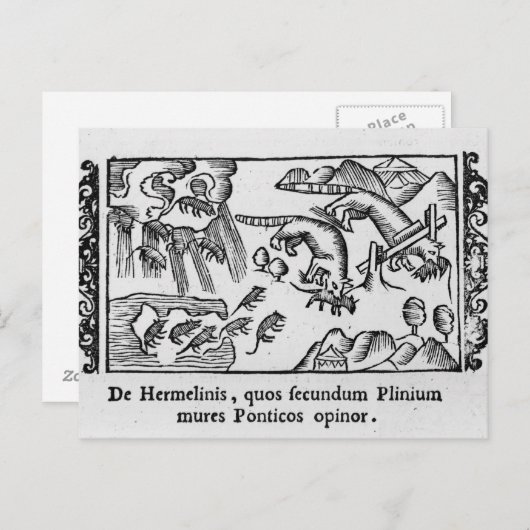 Carte Postale Migration des lemmings (Devant / Derrière)